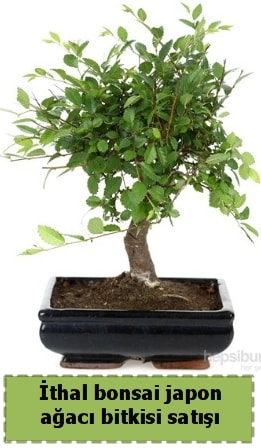 thal bonsai saks iei Japon aac sat  zmit Kocaeli Gebze nternetten iek siparii verebilirsiniz. 