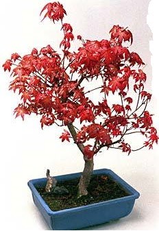 Amerikan akaaa bonsai bitkisi  zmit iek ve pasta sat grsel hediyelik sunar 0-262-3315989