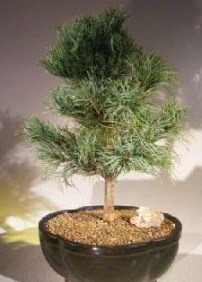 am aac bonsai bitkisi sat  zmit Kocaeli ieki telefonlar 0-262-3315989 