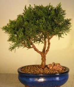 Servi am bonsai japon aac bitkisi  zmit iek ve pasta sat grsel hediyelik sunar 0-262-3315989