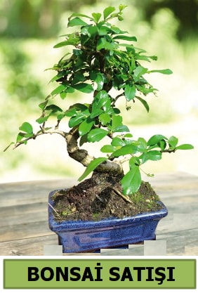 am bonsai japon aac sat  zmit Kocaeli iek yollayarak sevdiklerinizi martn 