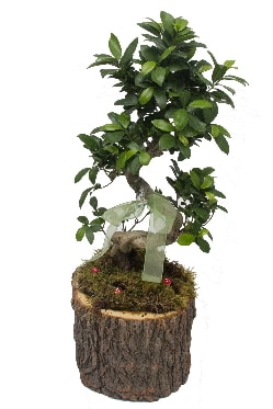 Doal ktkte bonsai saks bitkisi  zmit Kocaeli Gebze nternetten iek siparii verebilirsiniz. 