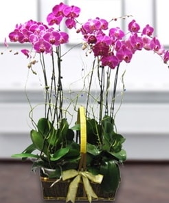 7 dall mor lila orkide  zmit iek gnderme firmas 