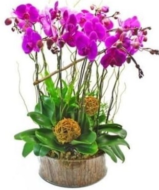 Ahap ktkte lila mor orkide 8 li  zmit Kocaeli iek maazas , ieki adresleri 