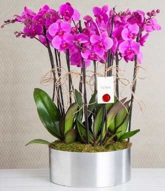 11 dall mor orkide metal vazoda  zmit iek gnderme firmas 