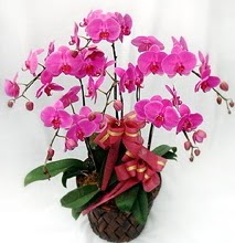Sepet ierisinde 5 dall lila orkide  zmit Kocaeli ieki telefonlar 0-262-3315989 