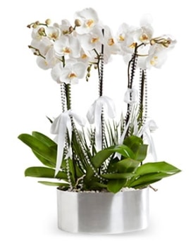 Be dall metal saksda beyaz orkide  zmit iek ve pasta sat grsel hediyelik sunar 0-262-3315989