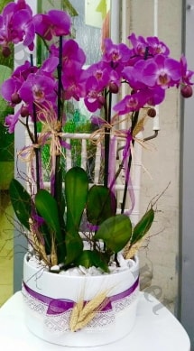 Seramik vazoda 4 dall mor lila orkide  zmit yurtii ve yurtd iek siparii 