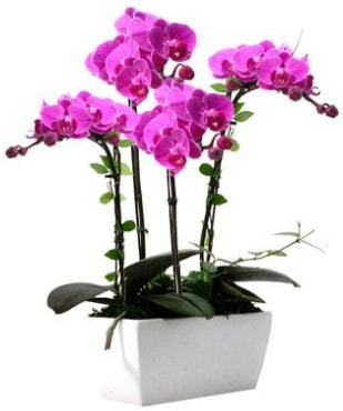 Seramik vazo ierisinde 4 dall mor orkide  zmit Kocaeli iek yollayarak sevdiklerinizi martn 