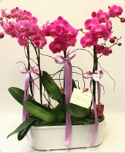 Beyaz seramik ierisinde 4 dall orkide  zmit Kocaeli ieki telefonlar 0-262-3315989 