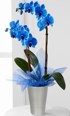 Seramik vazo ierisinde 2 dall mavi orkide  Kocaeli sizlerin istekleri dorultusunda zel iek tasarmlar yapyoruz 