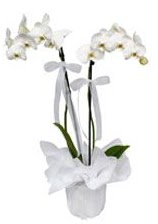 2 dall beyaz orkide  zmit anneler gn iek yollamak iin doru yerdesiniz satn al demeniz kafi 