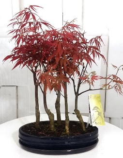 5 adet japon akaaa bonsai iei  zmit Kocaeli iek yollayarak sevdiklerinizi martn 