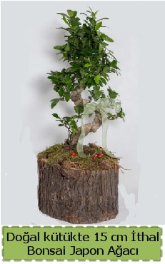 Doal ktkte thal bonsai japon aac  zmit Krfez her semtine iek gnderin 