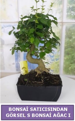 S dal erilii bonsai japon aac  zmit Kocaeli iek yollayarak sevdiklerinizi martn 