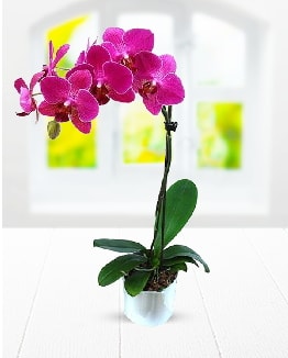 Tek dall mor orkide  zmit Kocaeli iek yollayarak sevdiklerinizi martn 