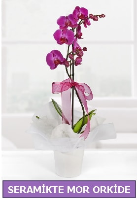 Seramik ierisinde birinci kalite tek dall mor orkide  zmit Kocaeli Gebze nternetten iek siparii verebilirsiniz. 