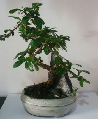 S eklinde ithal bonsai aac  zmit iek ve pasta sat grsel hediyelik sunar 0-262-3315989