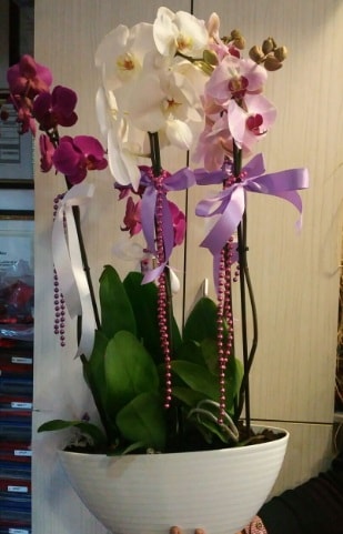 Mor ve beyaz ve pembe 6 dall orkide  zmit Kocaeli ieki telefonlar 0-262-3315989 