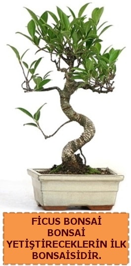 Ficus bonsai 15 ile 25 cm arasndadr  zmit iek ve pasta sat grsel hediyelik sunar 0-262-3315989