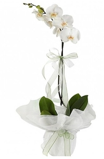 Tekli Beyaz Orkide  Kocaeli yurt d iek siparii vermek iin doru yerdesiniz. Bizi arayn 0-262-3315989 