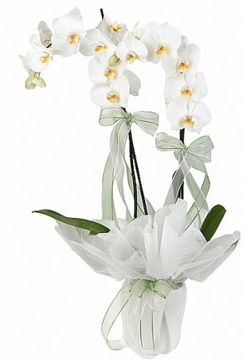 ift Dall Beyaz Orkide  zmit Kocaeli Darca iekileri iinde lider ieki firmamz sizler sayesinde bymektedir 