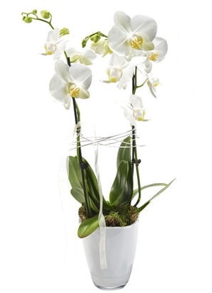 2 dall beyaz seramik beyaz orkide sakss  zmit iek gnderme firmas 
