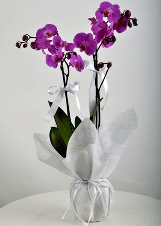 ift dall saksda mor orkide iei  zmit Dilovas iek servisi , ieki adresleri 