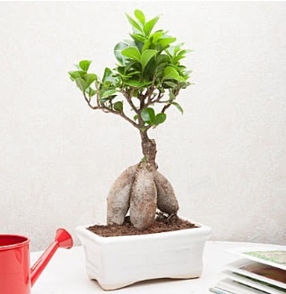Exotic Ficus Bonsai ginseng  Kocaeli iek sitemizden yeliksiz online sipari verebilirsiniz 