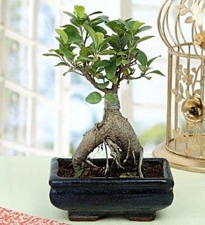 Appealing Ficus Ginseng Bonsai  zmit Kocaeli Darca iekileri iinde lider ieki firmamz sizler sayesinde bymektedir 
