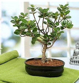 Lovely Ficus Iceland Bonsai  zmit Kocaeli Darca iekileri iinde lider ieki firmamz sizler sayesinde bymektedir 