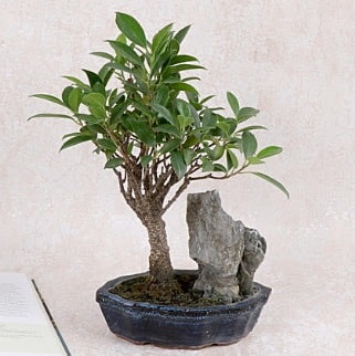 Japon aac Evergreen Ficus Bonsai  zmit iek gnderme firmas 