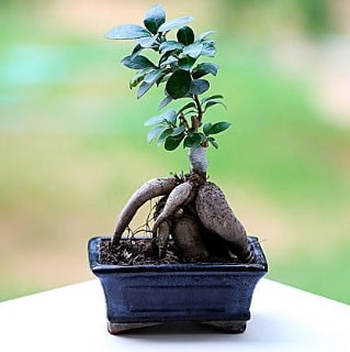Marvellous Ficus Microcarpa ginseng bonsai  zmit Dilovas iek servisi , ieki adresleri 