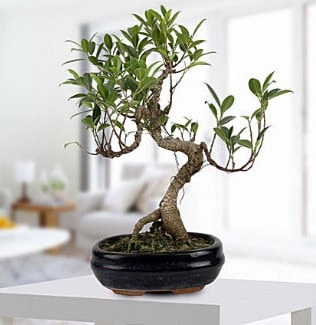 Gorgeous Ficus S shaped japon bonsai  zmit 14 ubat sevgililer gn iek siparii verin mutlu edin 