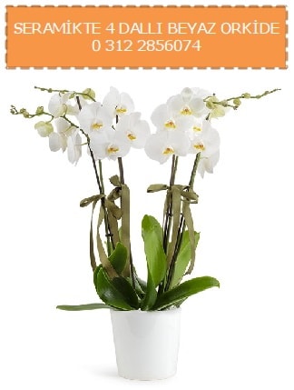 Seramikte 4 dall beyaz orkide  zmit gvenli kaliteli hzl iek 