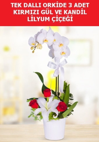 Tek dall orkide 3 gl ve kandil lilyum  zmit iek ve pasta sat grsel hediyelik sunar 0-262-3315989