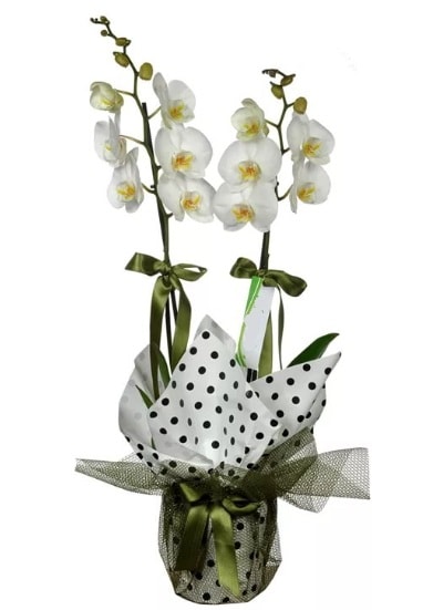 ift Dall Beyaz Orkide  zmit anadolu ve avrupa yakas hzl kaliteli ieki dkkan 