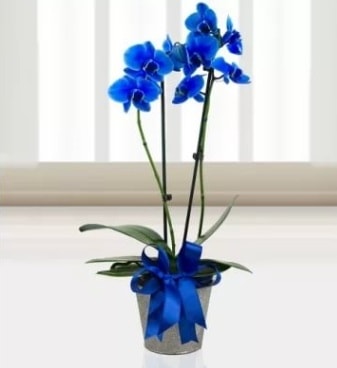 ift dall mavi orkide  zmit Kocaeli iek yollayarak sevdiklerinizi martn 