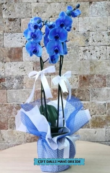 ift dall ithal mavi orkide  zmit iek ve pasta sat grsel hediyelik sunar 0-262-3315989