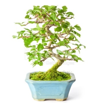 S zerkova bonsai ksa sreliine  zmit Kocaeli Gebze nternetten iek siparii verebilirsiniz. 