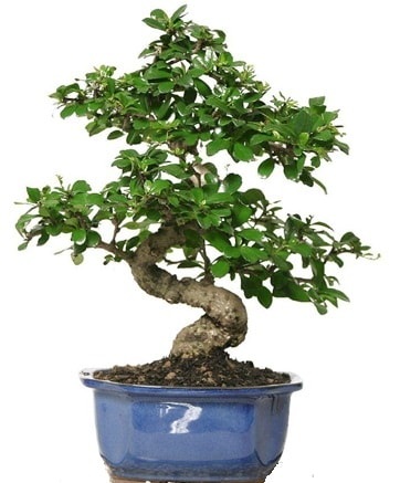 21 ile 25 cm aras zel S bonsai japon aac  zmit pasta ,iek ve tatl gnderme firmas 