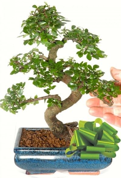 Yaklak 25 cm boyutlarnda S bonsai  zmit Kocaeli Krfez online ieki , iek siparii 