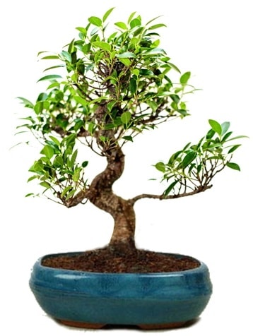 25 cm ile 30 cm aralnda Ficus S bonsai  zmit iek gnderme firmas 