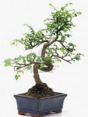 S gvde bonsai minyatr aa japon aac  zmit Kocaeli iek yollayarak sevdiklerinizi martn 