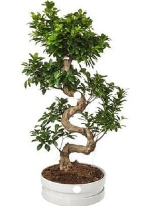 90 cm ile 100 cm civar S peyzaj bonsai  zmit iek gnderme firmas 
