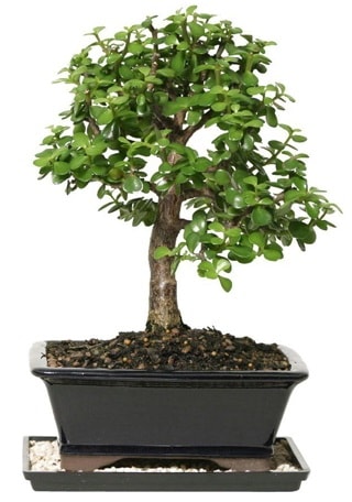 15 cm civar Zerkova bonsai bitkisi  zmit Kocaeli Krfez online ieki , iek siparii 