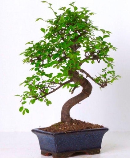 S gvdeli bonsai minyatr aa japon aac  zmit iek gnderme firmas 