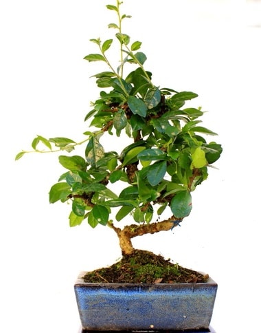S gvdeli carmina bonsai aac  zmit iek ve pasta sat grsel hediyelik sunar 0-262-3315989 Minyatr aa