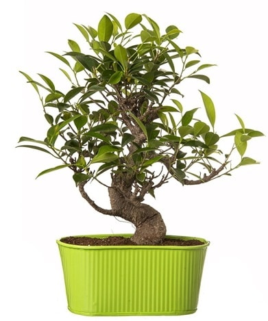 Ficus S gvdeli muhteem bonsai  zmit Kocaeli Krfez online ieki , iek siparii 