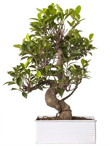 Exotic Green S Gvde 6 Year Ficus Bonsai  zmit iek gnderme firmas 